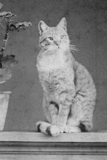 2 Gatto rosso Alessandro pavia 1884